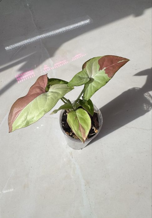 Syngonium Т-24. Imperial White, Neon Pink, Black Pink, Maria, Wendlandii Mango