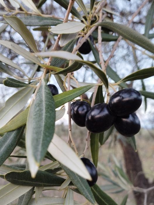 Azeite Virgem Extra 5L Alfândega da Fé