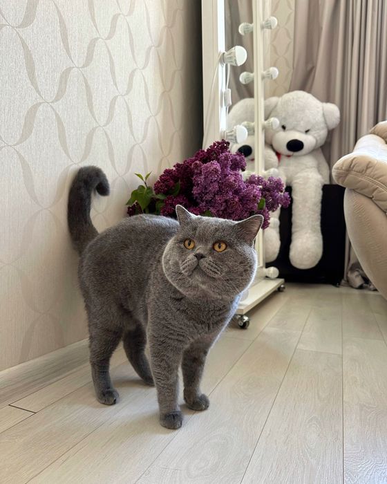 Шотландські кошенята ! Ціна вже знижена