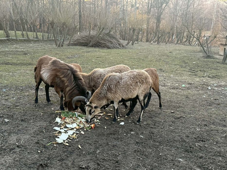 Barany kameruńskie