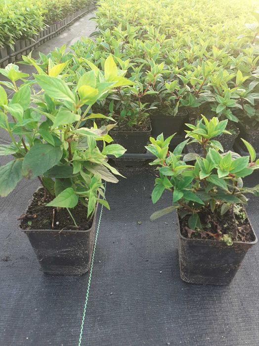 Hortensja bukietowa p9 i pienna C 2