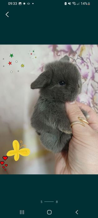 Kroliczki mini lop miniaturka hodowla zarejestrowana