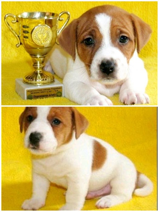 Джек Рассел тер'єр з документами клубу КСУ