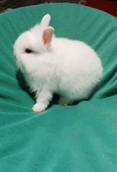 Декоративний карликовий кролик