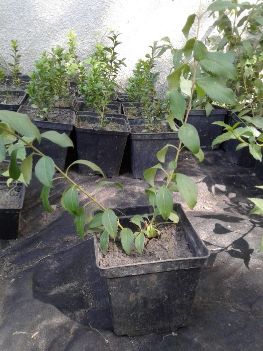 Саджанці самшиту,  форзиції, туї колоновидної, дейції шорсткої.