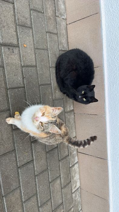 Bezdomne koty szukają domu