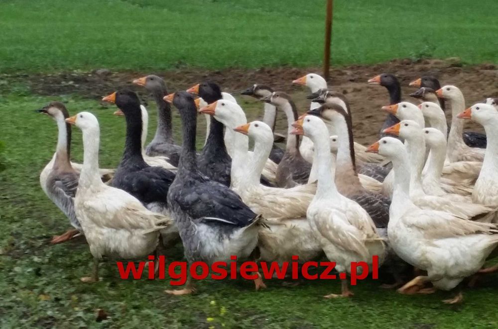 Gęsi do odchowu dalszego kubańska dowóz