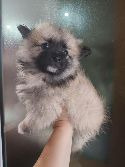 Spitz alemão menino