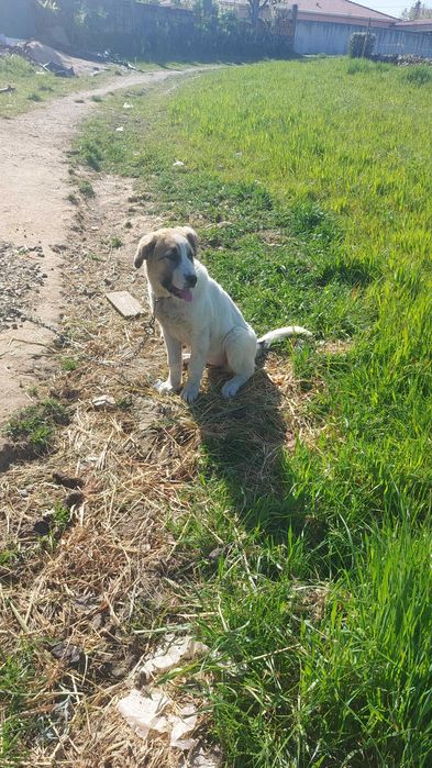 Cadela gado transmontano