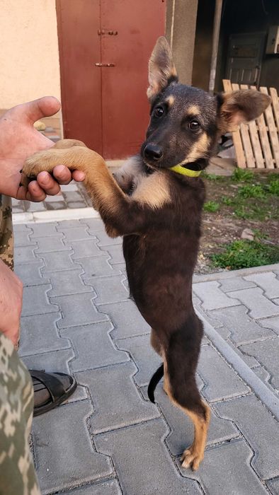 віддам двох собачок в добрі руки