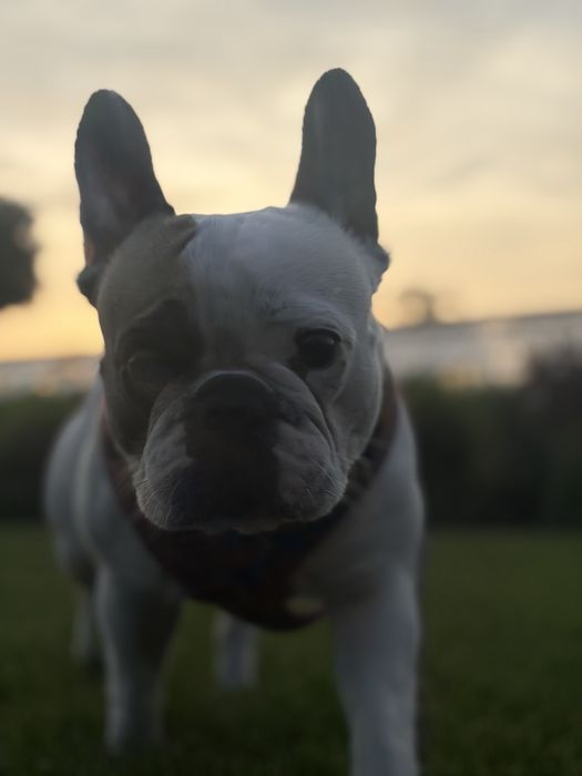 Oddam buldoga francuskiego