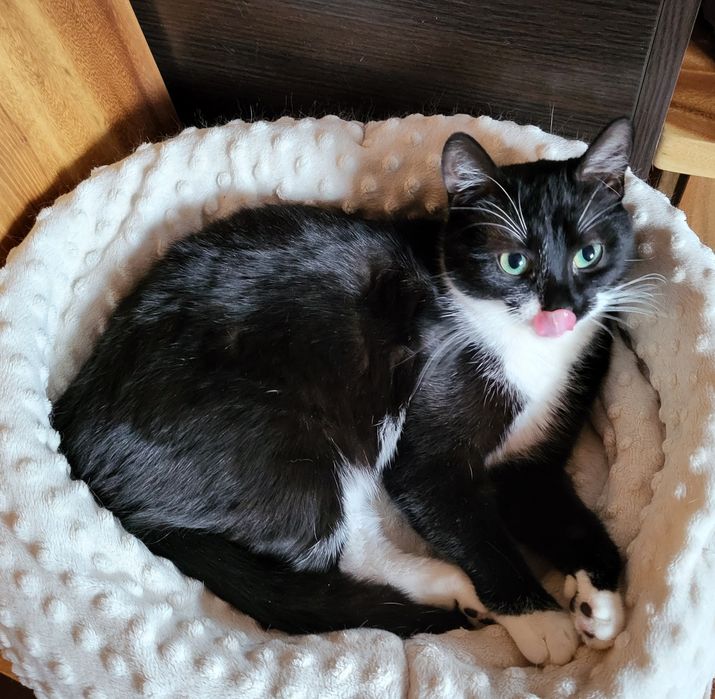 Młodziutka Kotka Marynia