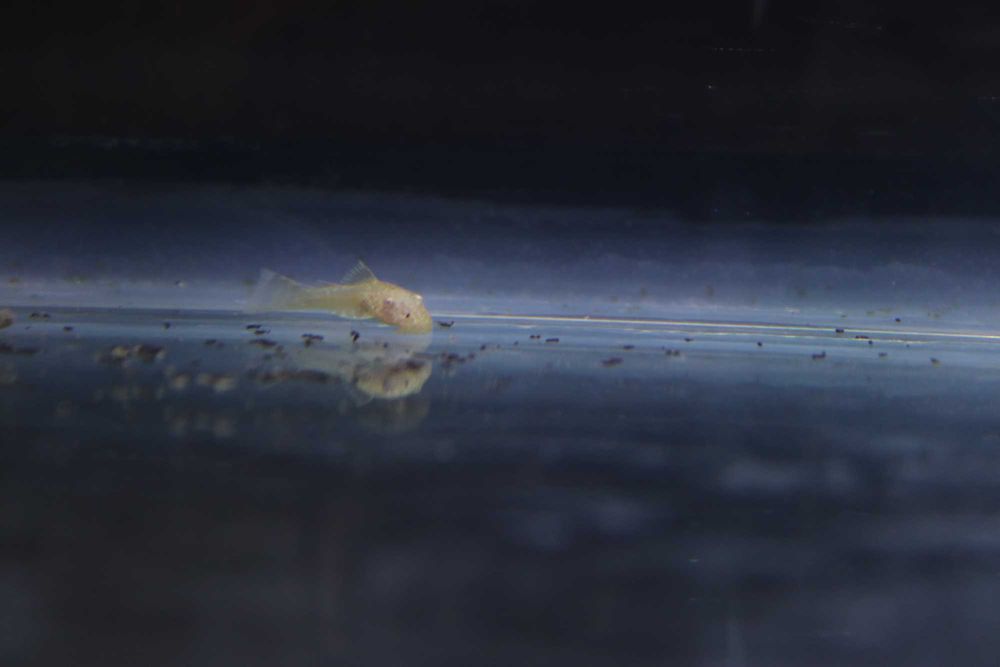 Ancistrus Gold Albino | Criação Própria | Juvenis Saudáveis