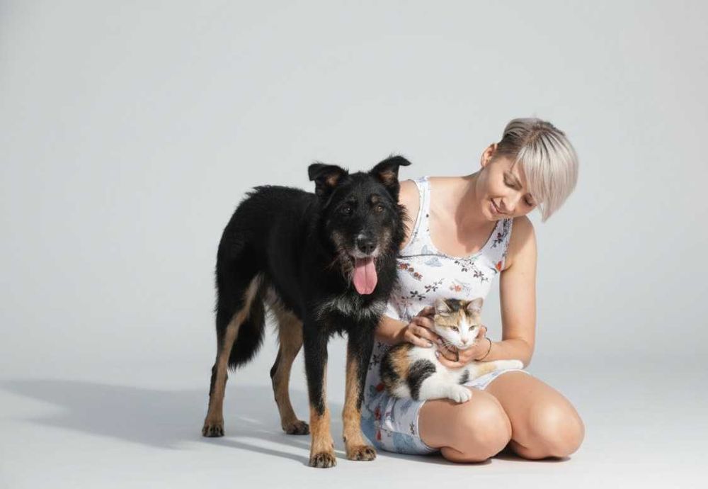 AMO - piękny, szorstkowłosy pies