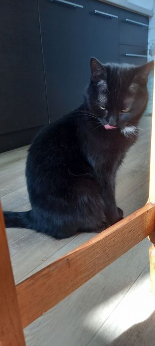 В добрі руки котик кастрований безкоштовно