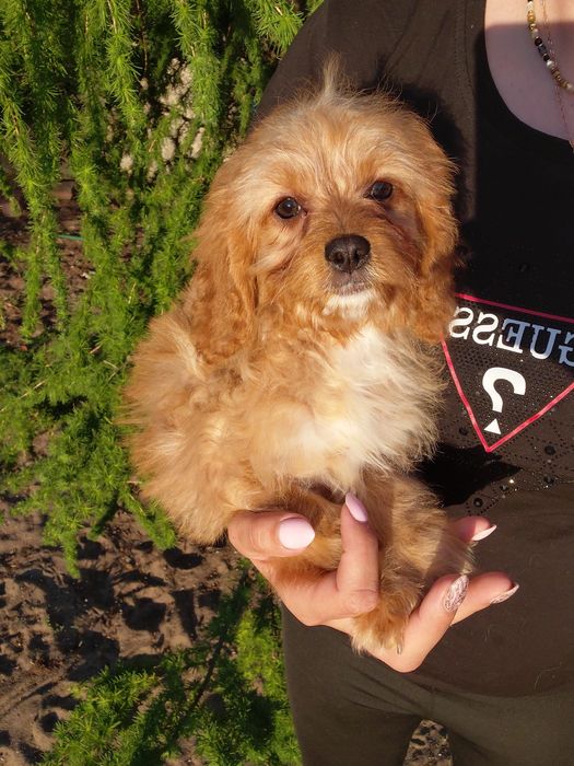 Sunia cavapoo  11tyg