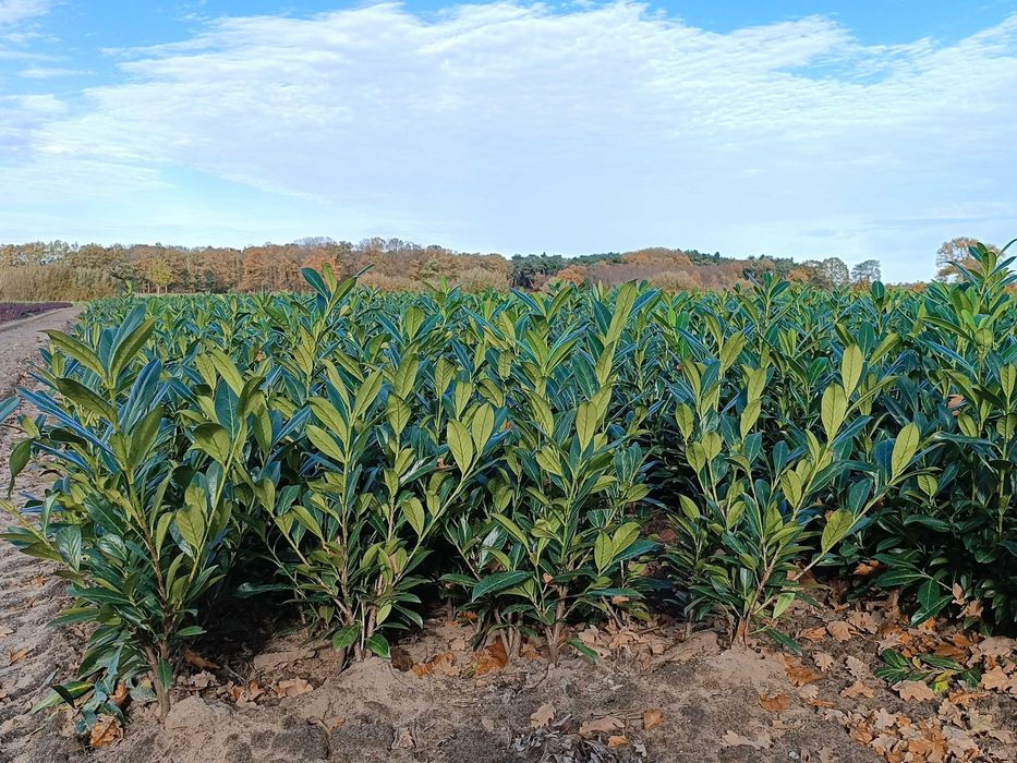 Laurowiśnia Caucasica, Novita, Rotundifolia! Prunus! 200 cm! Sadzimy!