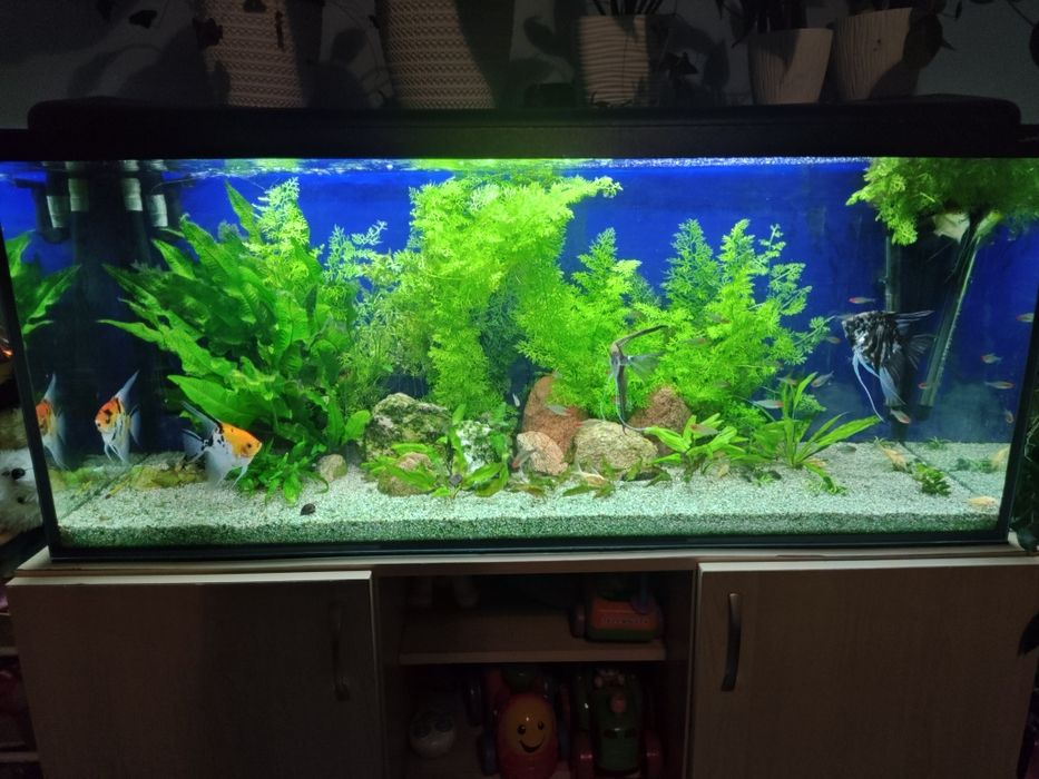 Sprzedam akwarium 250 l z życiem
