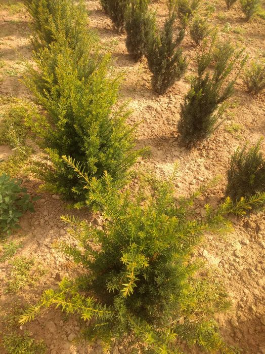 Tuja Szmaragd 140-200.Wyprzedaż.Dowóz