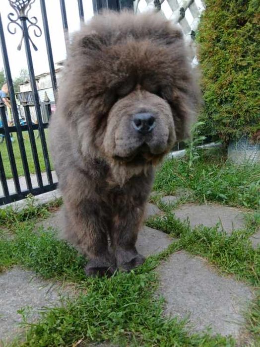 Niebieski pies chow chow