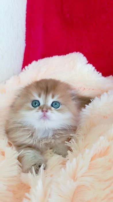Класснючий вислоухий котик золотая шиншилла Хайленд