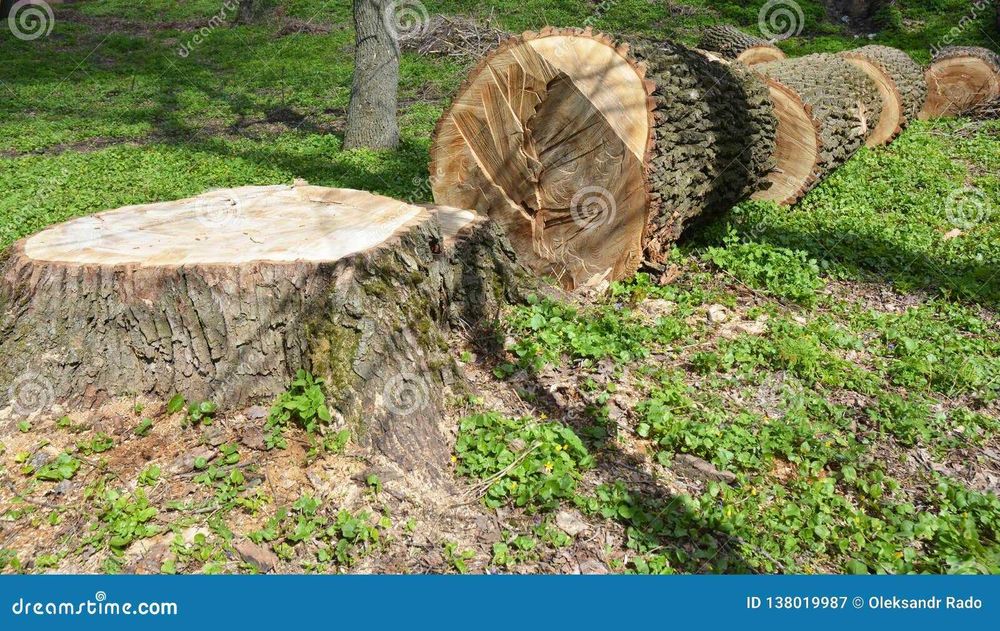 Corte de Arvores/Mato/Limpeza de terrenos