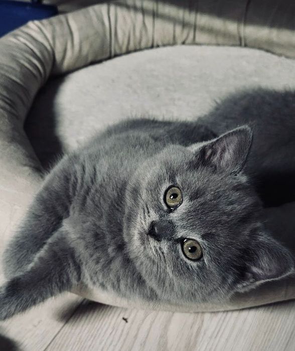 Kocurek Brytyjski Krótkowłosy Niebieski Kotek