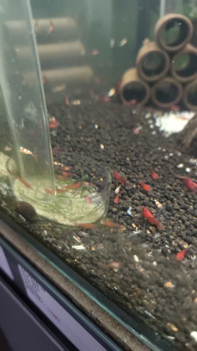 Camarões (oportunidade) Red Fire