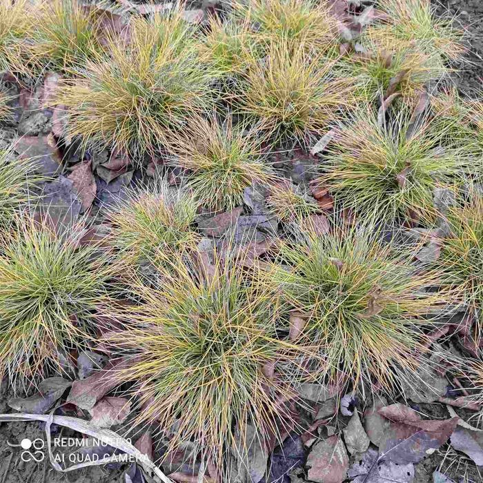 Вівсяниця сиза та жовта