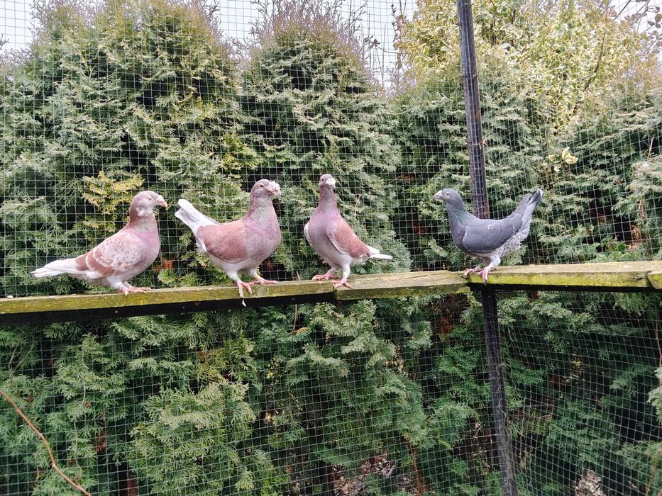 Sprzedam gołębie pocztowe staropolskie