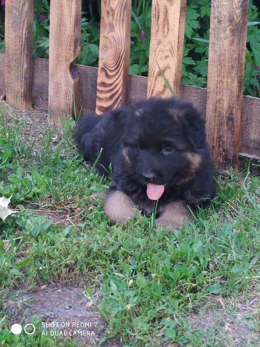 Німецька вівчарка вибір песикіа чорного і чепрачного кольору