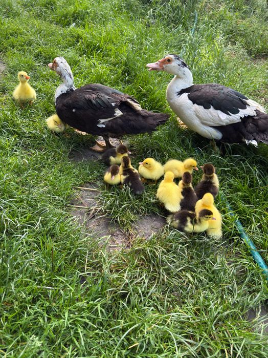 Kaczki jaja indycze kury Australorp kaczka gęsi perliczki