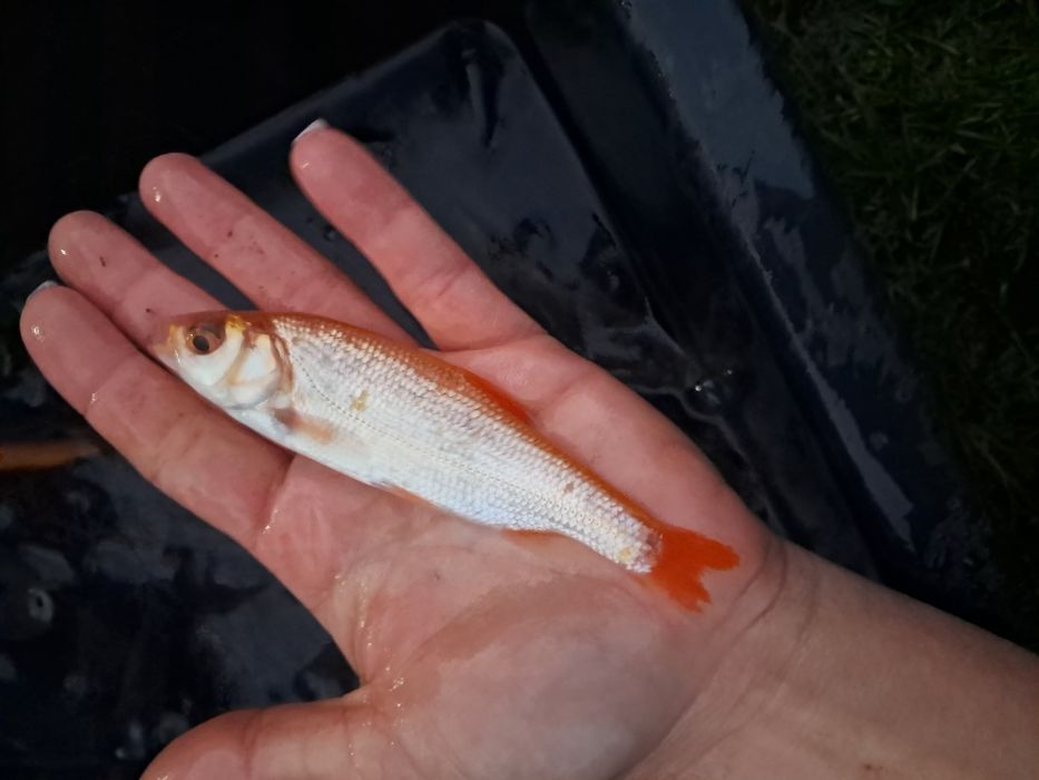 Amur kroczek narybek 15-20cm lin, karp
