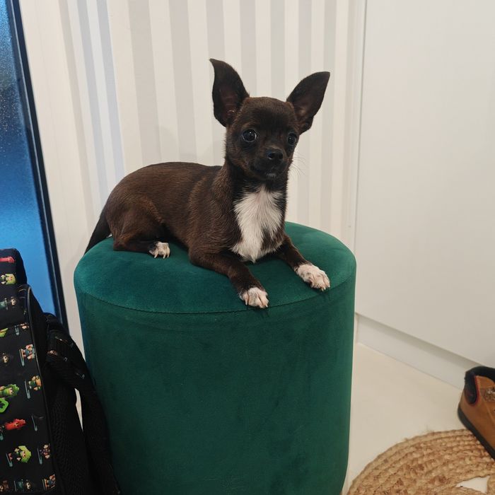 Chihuahua sunia 5 mies rodowód chip Paszport sarenka