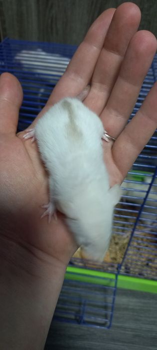 Криси пацюк криска