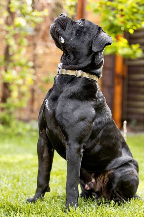 Титулованый кобель, черного окраса