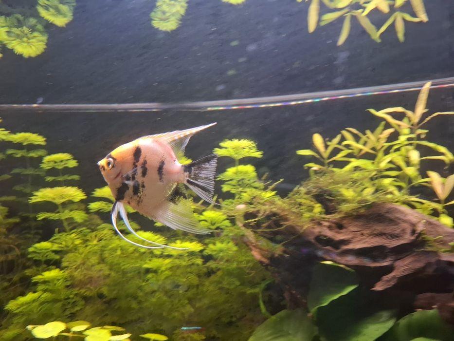Escalar Koi (Pterophyllum scalare)