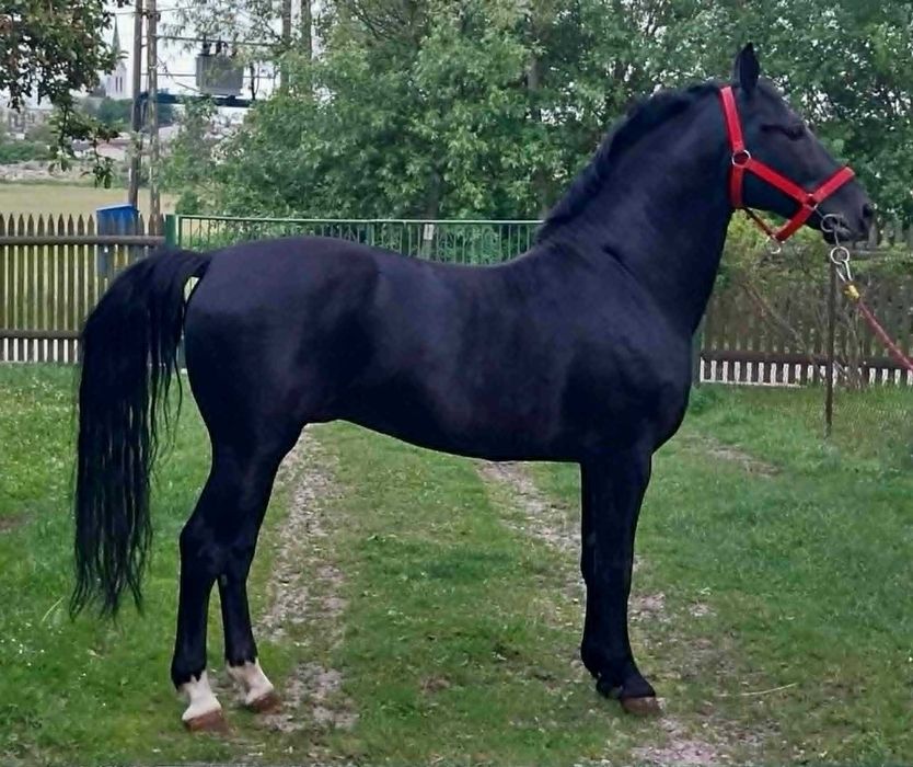 Ogier Śląski 6 lat kary