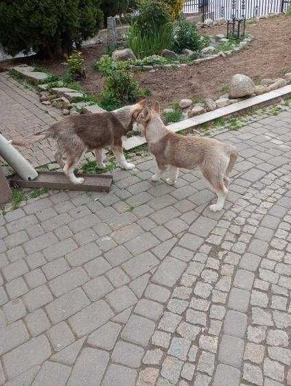 Szczeniak Rasy Syberian Husky z rodowodem.