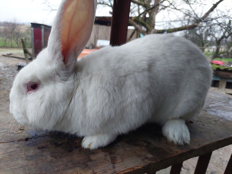 Кролики Термонська Біла