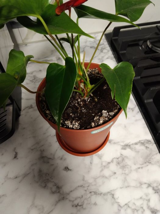 Антуріум кімнатні рослини