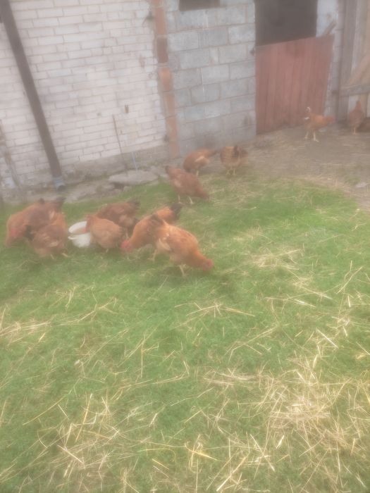 Sprzedam czerwone brojlery zagrodowe