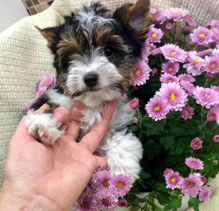 Пухнасті янголятка дівчатка, є з різними очима