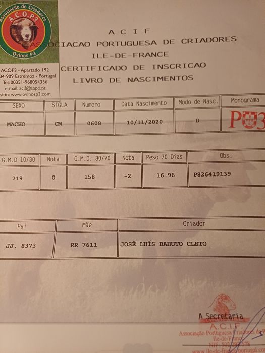 Carneiros Ile de France Preto (P3) puros