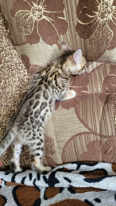 Бенгальские котята wcf