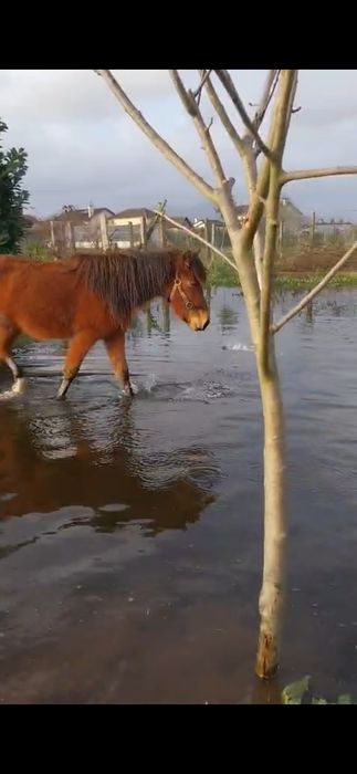 Ponei femea/garrana 3 anos, livros verde
