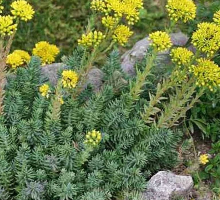 60zł 5 sadzonek roślin  kopane z gruntu