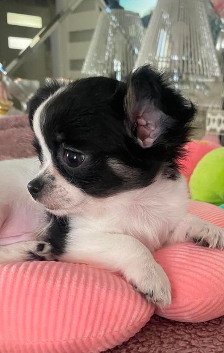 Chihuahua szczeniaki z rodowodem