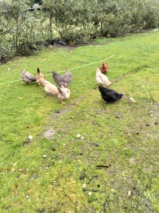 Galos e Galinhas, poedeiras e de carne