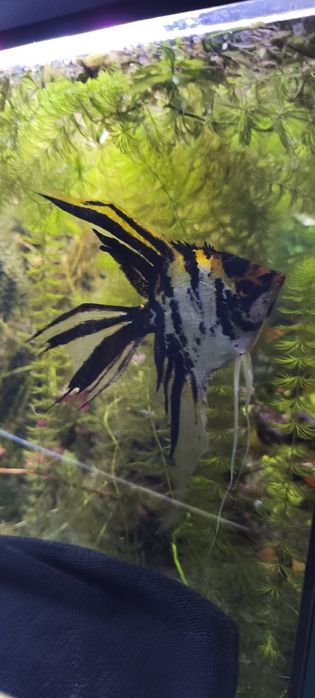 Skalary, para skalarów